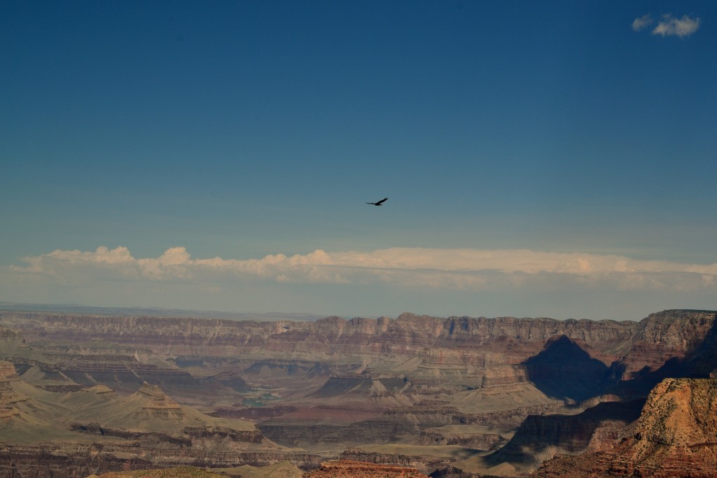 Fischadler über dem Grand Canyon