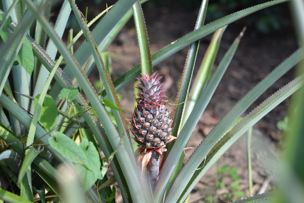 Ananas