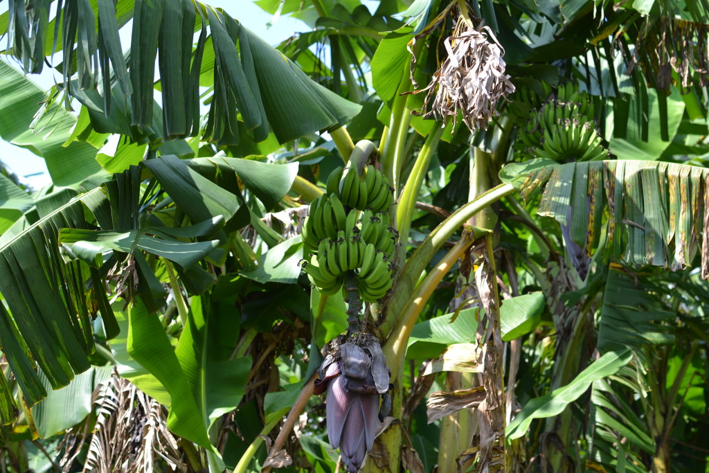 Bananen