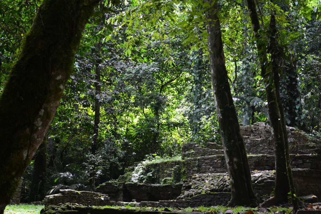Dschungel in Palenque